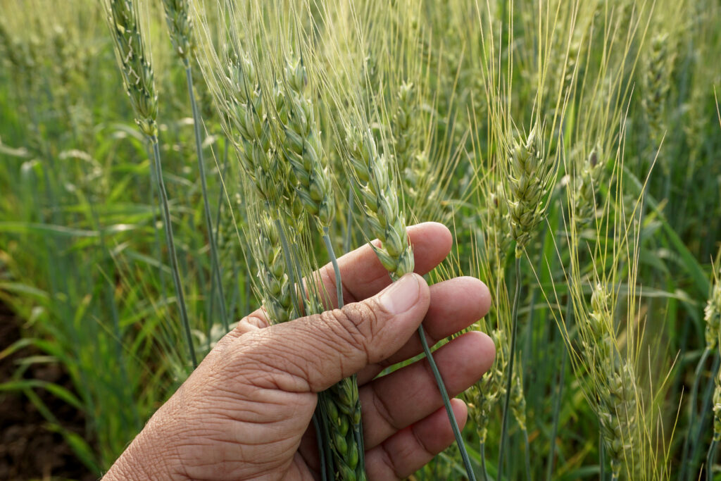 Close-up of man hand touching crops in field on a sunny day